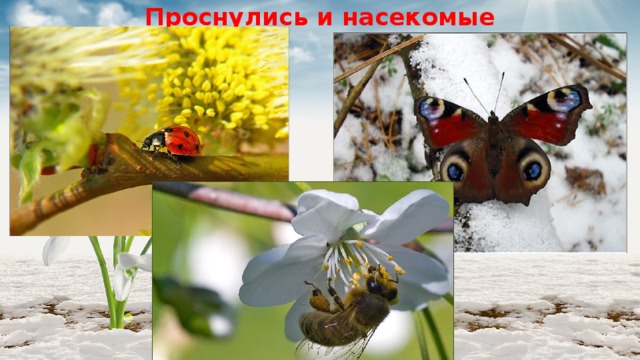 Проснулись и насекомые 