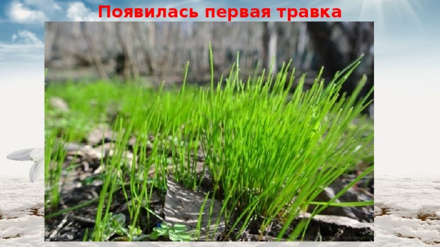 Появилась первая травка 