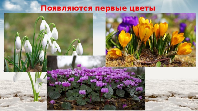 Появляются первые цветы 