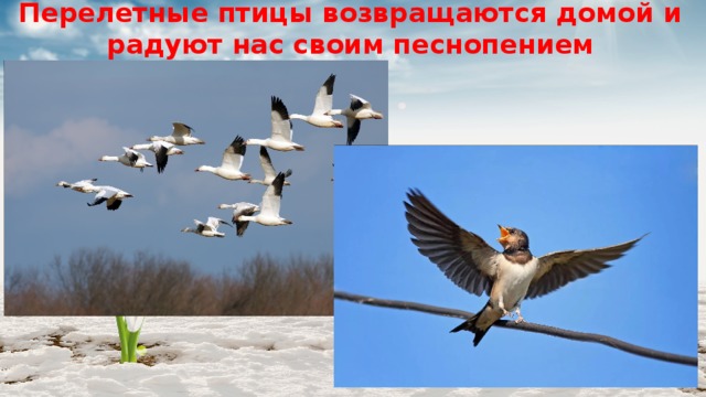 Перелетные птицы возвращаются домой и радуют нас своим песнопением 