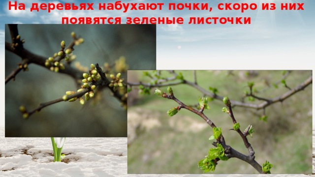 На деревьях набухают почки, скоро из них появятся зеленые листочки 