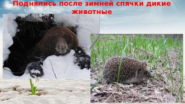 Поднялись после зимней спячки дикие животные 