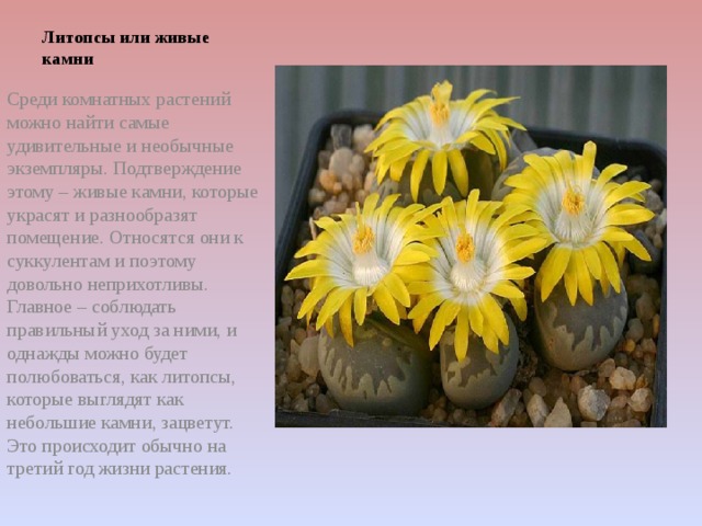 Литопсы или живые камни    Среди комнатных растений можно найти самые удивительные и необычные экземпляры. Подтверждение этому – живые камни, которые украсят и разнообразят помещение. Относятся они к суккулентам и поэтому довольно неприхотливы. Главное – соблюдать правильный уход за ними, и однажды можно будет полюбоваться, как литопсы, которые выглядят как небольшие камни, зацветут. Это происходит обычно на третий год жизни растения.    