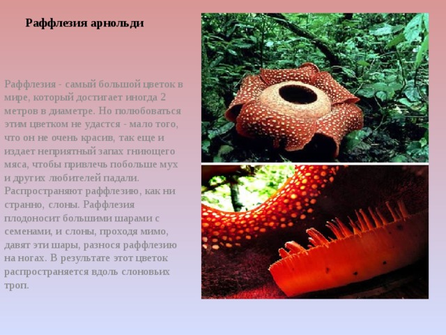 Раффлезия арнольди   Раффлезия - самый большой цветок в мире, который достигает иногда 2 метров в диаметре. Но полюбоваться этим цветком не удастся - мало того, что он не очень красив, так еще и издает неприятный запах гниющего мяса, чтобы привлечь побольше мух и других любителей падали. Распространяют раффлезию, как ни странно, слоны. Раффлезия плодоносит большими шарами с семенами, и слоны, проходя мимо, давят эти шары, разнося раффлезию на ногах. В результате этот цветок распространяется вдоль слоновьих троп.   