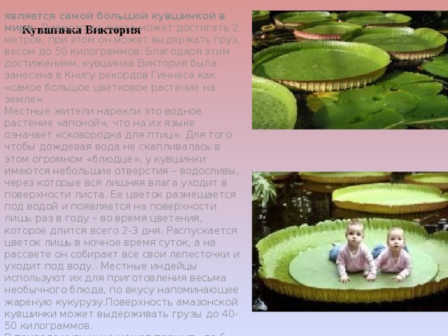 Кувшинка Виктория является самой большой кувшинкой в мире.  Диаметр ее листа может достигать 2 метров, при этом он может выдержать груз, весом до 50 килограммов. Благодаря этим достижениям, кувшинка Виктория была занесена в Книгу рекордов Гиннеса как «самое большое цветковое растение на земле».  Местные жители нарекли это водное растение «апоной», что на их языке означает «сковородка для птиц». Для того чтобы дождевая вода не скапливалась в этом огромном «блюдце», у кувшинки имеются небольшие отверстия – водосливы, через которые вся лишняя влага уходит в поверхности листа. Ее цветок размещается под водой и появляется на поверхности лишь раз в году – во время цветения, которое длится всего 2-3 дня. Распускается цветок лишь в ночное время суток, а на рассвете он собирает все свои лепесточки и уходит под воду.. Местные индейцы используют их для приготовления весьма необычного блюда, по вкусу напоминающее жареную кукурузу.Поверхность амазонской кувшинки может выдерживать грузы до 40-50 килограммов.   В природе кувшинка может прожить до 5 лет. 
