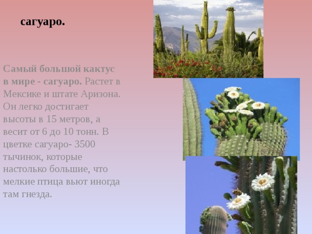 сагуаро. Самый большой кактус в мире - сагуаро.  Растет в Мексике и штате Аризона. Он легко достигает высоты в 15 метров, а весит от 6 до 10 тонн. В цветке сагуаро- 3500 тычинок, которые настолько большие, что мелкие птица вьют иногда там гнезда. 