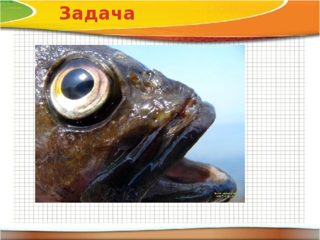 Задача