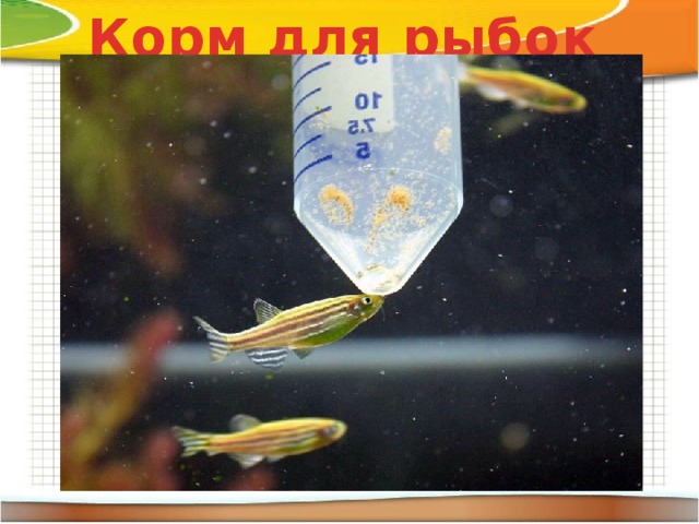 Корм для рыбок