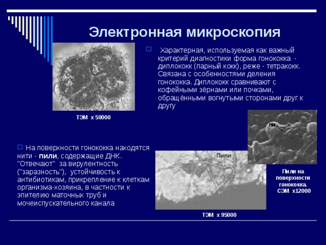 Электронная микроскопия    Характерная, используемая как важный критерий диагностики форма гонококка  - диплококк (парный кокк), реже - тетракокк. Связана с особенностями деления гонококка. Диплококк сравнивают с кофейными зёрнами или почками, обращёнными вогнутыми сторонами друг к другу ТЭМ х 50000  На поверхности гонококка находятся нити - пили , содержащие ДНК. 