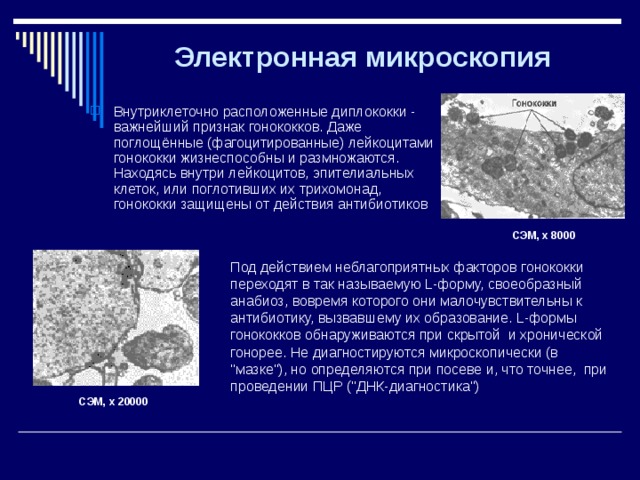 Электронная микроскопия Внутриклеточно расположенные диплококки - важнейший признак гонококков. Даже поглощённые (фагоцитированные) лейкоцитами гонококки жизнеспособны и размножаются. Находясь внутри лейкоцитов, эпителиальных клеток, или поглотивших их трихомонад, гонококки защищены от действия антибиотиков СЭМ, х 8000 Под действием неблагоприятных факторов гонококки переходят в так называемую L-форму, своеобразный анабиоз, вовремя которого они малочувствительны к антибиотику, вызвавшему их образование. L-формы гонококков обнаруживаются при скрытой  и хронической гонорее. Не диагностируются микроскопически (в 