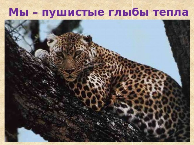 Мы – пушистые глыбы тепла