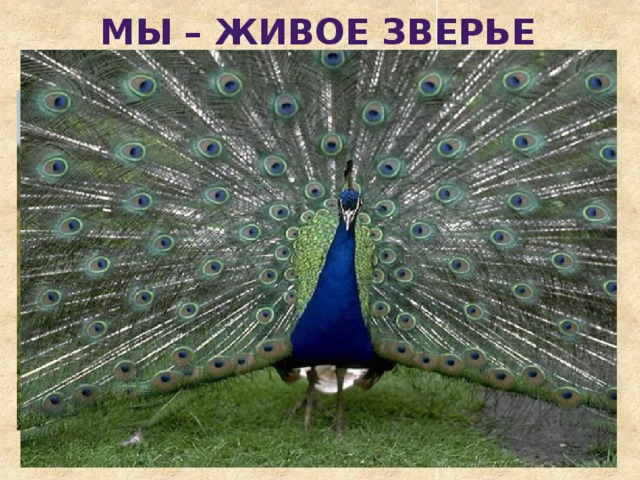 Мы – живое зверье