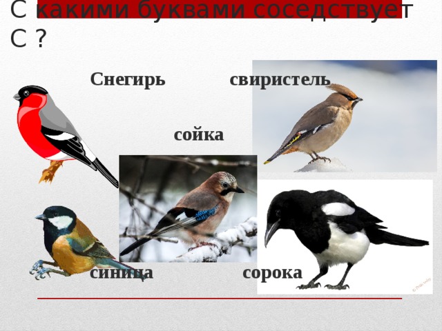 С какими буквами соседствует С ? Снегирь свиристель   сойка     синица сорока 
