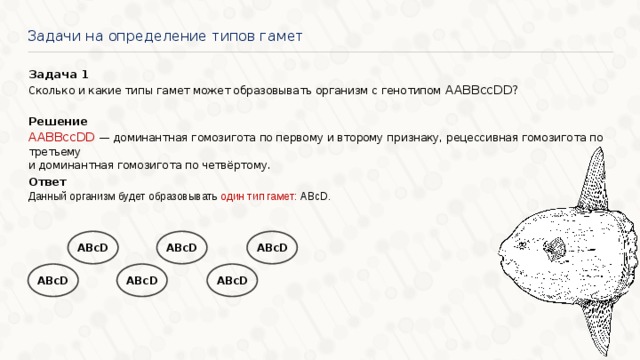 Задачи на определение типов гамет Задача 1 Сколько и какие типы гамет может образовывать организм с генотипом AABBccDD? Решение AABBccDD — доминантная гомозигота по первому и второму признаку, рецессивная гомозигота по третьему и доминантная гомозигота по четвёртому. Ответ Данный организм будет образовывать один тип гамет: ABcD. ABcD ABcD ABcD ABcD ABcD ABcD 