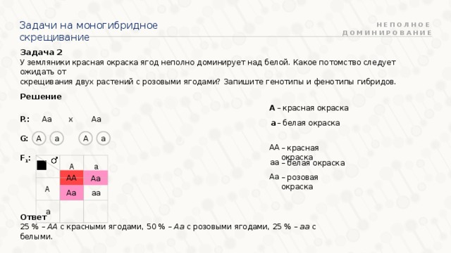 Задачи на моногибридное скрещивание НЕПОЛНОЕ ДОМИНИРОВАНИЕ Задача 2 У земляники красная окраска ягод неполно доминирует над белой. Какое потомство следует ожидать от скрещивания двух растений с розовыми ягодами? Запишите генотипы и фенотипы гибридов. Решение А – красная окраска х P.: Aa Aa  G:  F 1 : а – белая окраска а а А А АА – красная окраска А А а а аа – белая окраска АА Аа Аа – розовая окраска аа Аа Ответ 25 % – АА с красными ягодами, 50 % – Аа с розовыми ягодами, 25 % – аа с белыми. 