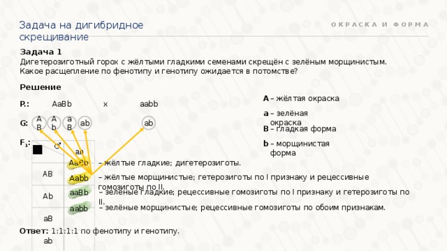 Задача на дигибридное скрещивание ОКРАСКА И ФОРМА Задача 1 Дигетерозиготный горох с жёлтыми гладкими семенами скрещён с зелёным морщинистым. Какое расщепление по фенотипу и генотипу ожидается в потомстве? Решение А – жёлтая окраска AaBb aabb х P.:  G:  F 1 : – зелёная окраска а аb аb АB Ab аB – гладкая форма B – морщинистая форма b АB ab Ab aB ab АaBb – жёлтые гладкие; дигетерозиготы. Ааbb – жёлтые морщинистые; гетерозиготы по I признаку и рецессивные гомозиготы по II. aаBb – зелёные гладкие; рецессивные гомозиготы по I признаку и гетерозиготы по II. – зелёные морщинистые; рецессивные гомозиготы по обоим признакам. aаbb Ответ: 1:1:1:1 по фенотипу и генотипу. 