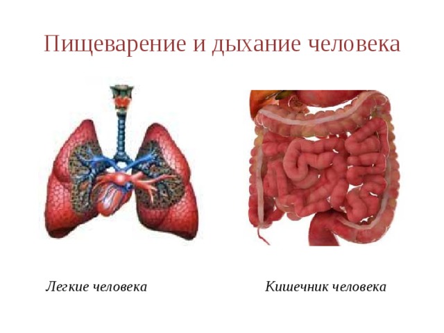Пищеварение и дыхание человека Легкие человека Кишечник человека 