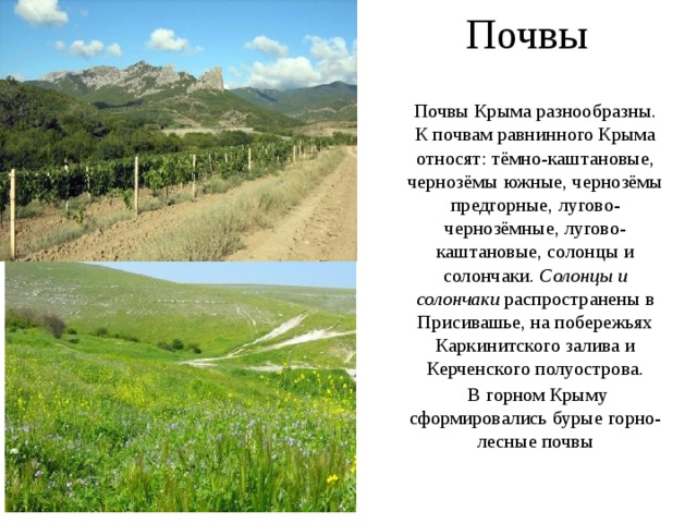 Почвы Почвы Крыма разнообразны. К почвам равнинного Крыма относят: тёмно-каштановые, чернозёмы южные, чернозёмы предгорные, лугово-чернозёмные, лугово-каштановые, солонцы и солончаки. Солонцы и солончаки распространены в Присивашье, на побережьях Каркинитского залива и Керченского полуострова.  В горном Крыму сформировались бурые горно-лесные почвы 