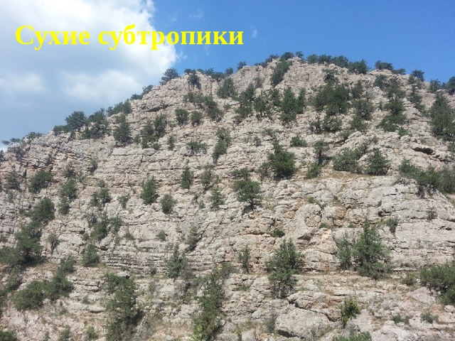 Сухие субтропики 
