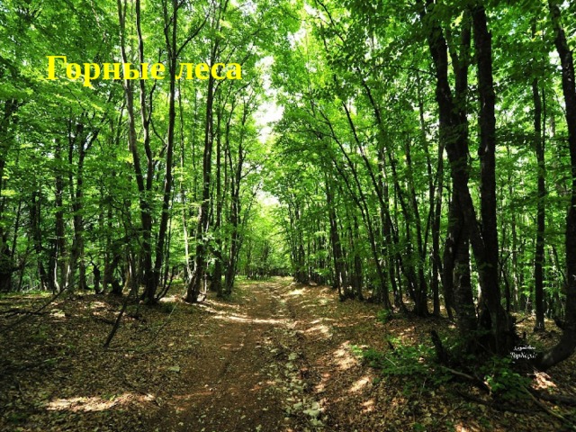 Горные леса 