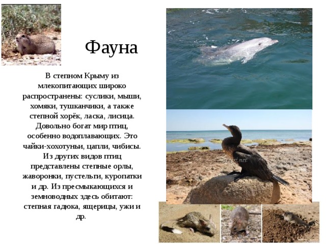  Фауна В степном Крыму из млекопитающих широко распространены: суслики, мыши, хомяки, тушканчики, а также степной хорёк, ласка, лисица. Довольно богат мир птиц, особенно водоплавающих. Это чайки-хохотуньи, цапли, чибисы. Из других видов птиц представлены степные орлы, жаворонки, пустельги, куропатки и др. Из пресмыкающихся и земноводных здесь обитают: степная гадюка, ящерицы, ужи и др.   