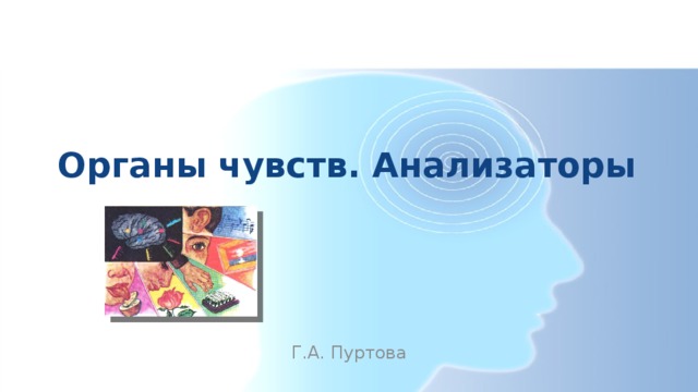Органы чувств. Анализаторы Г.А. Пуртова 