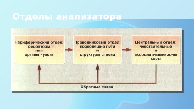 Отделы анализатора 