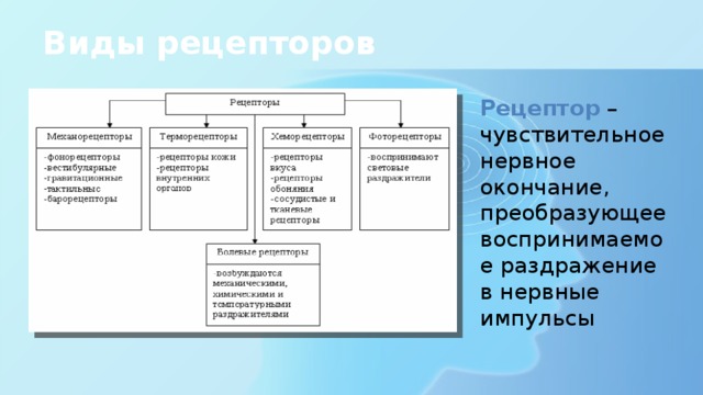 Виды рецепторов Рецептор – чувствительное нервное окончание, преобразующее воспринимаемое раздражение в нервные импульсы 
