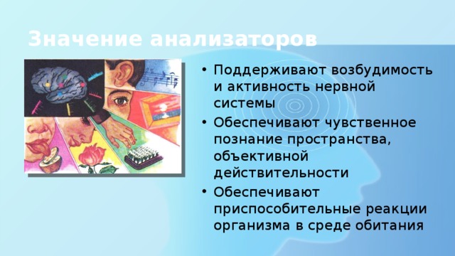 Значение анализаторов Поддерживают возбудимость и активность нервной системы Обеспечивают чувственное познание пространства, объективной действительности Обеспечивают приспособительные реакции организма в среде обитания 