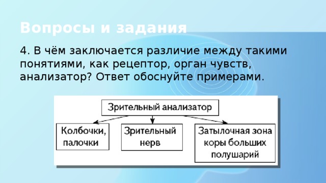 Вопросы и задания 4. В чём заключается различие между такими понятиями, как рецептор, орган чувств, анализатор? Ответ обоснуйте примерами. 