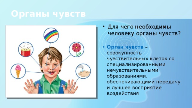 Органы чувств Для чего необходимы человеку органы чувств? Орган чувств – совокупность чувствительных клеток со специализированными нечувствительными образованиями, обеспечивающими передачу и лучшее восприятие воздействия 