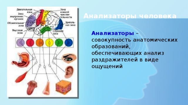 Анализаторы человека Анализаторы – совокупность анатомических образований, обеспечивающих анализ раздражителей в виде ощущений 