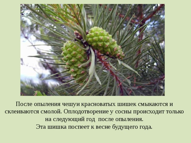 После опыления чешуи красноватых шишек смыкаются и склеиваются смолой. Оплодотворение у сосны происходит только на следующий год после опыления. Эта шишка поспеет к весне будущего года.