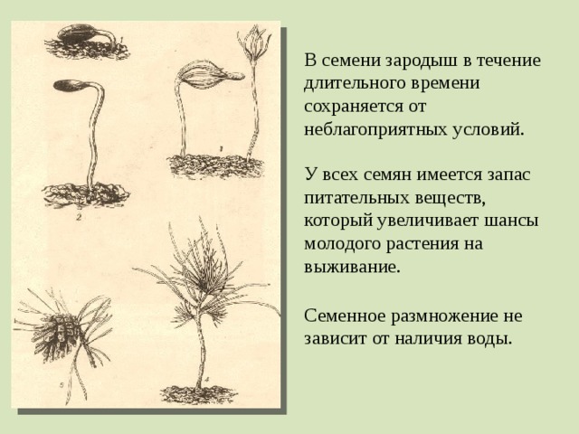 В семени зародыш в течение длительного времени сохраняется от неблагоприятных условий. У всех семян имеется запас питательных веществ, который увеличивает шансы молодого растения на выживание. Семенное размножение не зависит от наличия воды.