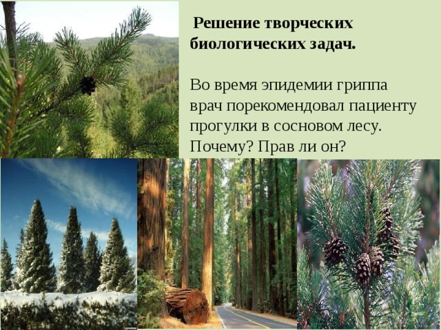 Решение творческих биологических задач.  Во время эпидемии гриппа врач порекомендовал пациенту прогулки в сосновом лесу. Почему? Прав ли он?  