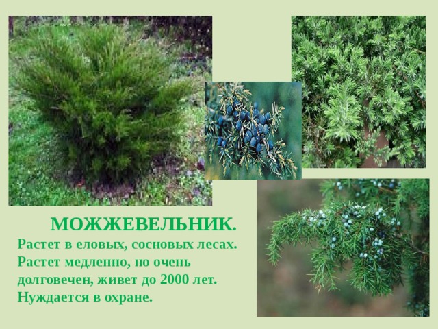 МОЖЖЕВЕЛЬНИК. Растет в еловых, сосновых лесах. Растет медленно, но очень долговечен, живет до 2000 лет. Нуждается в охране.