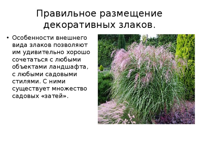 Правильное размещение декоративных злаков. Особенности внешнего вида злаков позволяют им удивительно хорошо сочетаться с любыми объектами ландшафта, с любыми садовыми стилями. С ними существует множество садовых «затей». 