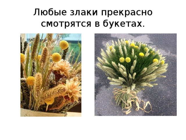 Любые злаки прекрасно смотрятся в букетах. 