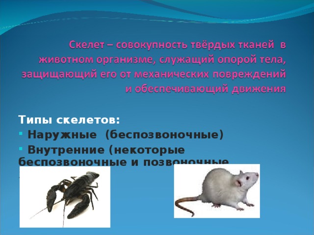 Типы скелетов:  Наружные (беспозвоночные)   Внутренние (некоторые беспозвоночные и позвоночные животные) 
