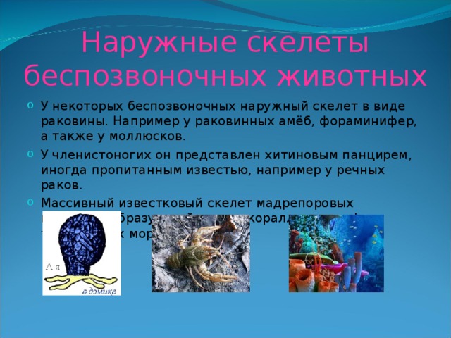 Наружные скелеты беспозвоночных животных У некоторых беспозвоночных наружный скелет в виде раковины. Например у раковинных амёб, фораминифер, а также у моллюсков. У членистоногих он представлен хитиновым панцирем, иногда пропитанным известью, например у речных раков. Массивный известковый скелет мадрепоровых кораллов, образующий основу коралловых рифов тропических морей. 