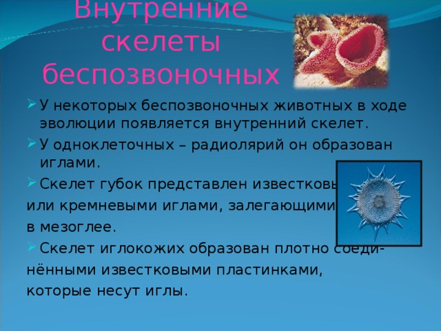 Внутренние скелеты беспозвоночных У некоторых беспозвоночных животных в ходе эволюции появляется внутренний скелет. У одноклеточных – радиолярий он образован иглами. Скелет губок представлен известковыми или кремневыми иглами, залегающими в мезоглее. Скелет иглокожих образован плотно соеди- нёнными известковыми пластинками, которые несут иглы. 