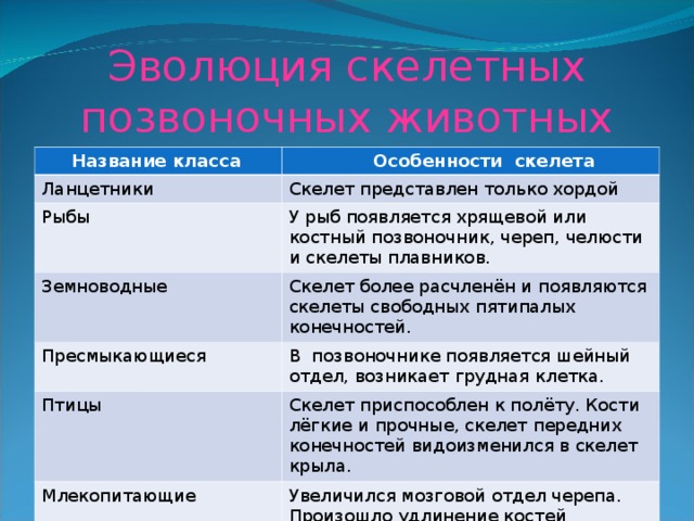 Эволюция скелетных позвоночных животных  Название класса  Особенности скелета Ланцетники Скелет представлен только хордой Рыбы У рыб появляется хрящевой или костный позвоночник, череп, челюсти и скелеты плавников. Земноводные Скелет более расчленён и появляются скелеты свободных пятипалых конечностей. Пресмыкающиеся В позвоночнике появляется шейный отдел, возникает грудная клетка. Птицы Скелет приспособлен к полёту. Кости лёгкие и прочные, скелет передних конечностей видоизменился в скелет крыла. Млекопитающие Увеличился мозговой отдел черепа. Произошло удлинение костей конечностей. 