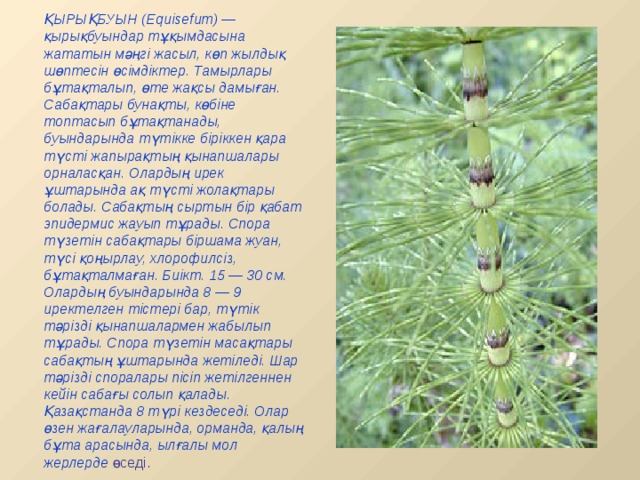 ҚЫРЫҚБУЫН (Equіsefum) — қырықбуындар тұқымдасына жататын мәңгі жасыл, көп жылдық шөптесін өсімдіктер. Тамырлары бұтақталып, өте жақсы дамыған. Сабақтары бунақты, көбіне топтасып бұтақтанады, буындарында түтікке біріккен қара түсті жапырақтың қынапшалары орналасқан. Олардың ирек ұштарында ақ түсті жолақтары болады. Сабақтың сыртын бір қабат эпидермис жауып тұрады. Спора түзетін сабақтары біршама жуан, түсі қоңырлау, хлорофилсіз, бұтақталмаған. Биікт. 15 — 30 см. Олардың буындарында 8 — 9 иректелген тістері бар, түтік тәрізді қынапшалармен жабылып тұрады. Спора түзетін масақтары сабақтың ұштарында жетіледі. Шар тәрізді споралары пісіп жетілгеннен кейін сабағы солып қалады. Қазақстанда 8 түрі кездеседі. Олар өзен жағалауларында, орманда, қалың бұта арасында, ылғалы мол жерлерде  өседі.  