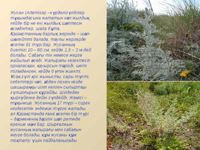 Жусан (Artemіsіa) –күрделігүлділер тұқымдасына жататын көп жылдық, кейде бір не екі жылдық шөптесін өсімдіктер, шала бұта. Қазақстанның барлық жерінде – шөл-шөлейтті далада, таулы жерлерде өсетін 81 түрі бар. Жусанның биіктігі 10 – 60 см, кейде 1,5 – 2 м-дей болады. Сабағы тік немесе жерге жайылып өседі. Жапырағы кезектесіп орналасқан, қауырсын тәрізді, шеті тілімденген, кейде бүтін жиекті. Ұсақ гүлі қос жынысты, сары түсті, себеттері көп, әбден піскен кезде шашыраңқы иіліп келген сыпыртқы гүлшоғырын құрайды. Шілдеден қыркүйекке дейін гүлдейді. Жемісі – тұқымша. Жусанның 17 түрі – сирек кездесетін эндемик түрге жатады, ал Қазақстанда ғана өсетін бір түрі – дәрмененің дәрілік шөп ретінде ерекше мәні бар. Шырғалжын жусанның жапырағы мен сабағын жеуге болады, құм жусаны құм тоқтату үшін пайдаланылады. 
