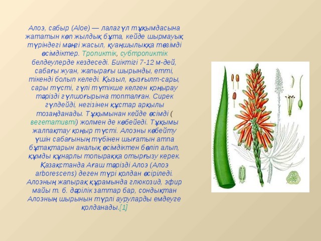 Алоэ, сабыр (Aloe) — лалагүл тұқымдасына жататын көп жылдық бұта, кейде шырмауық түріндегі мәңгі жасыл, қуаңшылыққа төзімді өсімдіктер. Тропиктік , субтропиктік белдеулерде кездеседі. Биіктігі 7-12 м-дей, сабағы жуан, жапырағы шырынды, етті, тікенді болып келеді. Қызыл, қызғылт-сары, сары түсті, гүлі түтікше келген қоңырау тәрізді гүлшоғырына топталған. Сирек гүлдейді, негізінен құстар арқылы тозаңданады. Тұқымынан кейде өсімді ( вегетативті ) жолмен де көбейеді. Тұқымы жалпақтау қоңыр түсті. Алоэны көбейту үшін сабағының түбінен шығатын атпа бұтақтарын аналық өсімдіктен бөліп алып, құмды құнарлы топыраққа отырғызу керек. Қазақстанда Ағаш тәрізді Алоэ (Алоэ arborescens) деген түрі қолдан өсіріледі. Алоэның жапырақ құрамында глюкозид, эфир майы т. б. дәрілік заттар бар, сондықтан Алоэның шырынын түрлі ауруларды емдеуге қолданады. [1] 