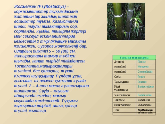 Жолжелкен (Psyllіostachys) – қорғасыншөптер тұқымдасына жататын бір жылдық шөптесін өсімдіктер туысы. Қазақстанда шөлді, таулы аймақтардың сор, сортаңды, құмды, тақырлы жерлері мен сексеуіл өскен алқаптарда кездесетін 2 түрі (жіңіщке масақты жолжелкен, Суворов жолжелкені) бар. Олардың биіктігі 5 – 50 (80) см. Жапырақтары тамыр түбінен шығады, қанат тәрізді тілімденген. Тостағанша жапырақшалары түтікті, бес қалақты, түкті. Күлтесі шұңқырлау. Гүлдері ұсақ, қызғылт, ақ немесе қызғылт күлгін түсті. 2 – 4-тен масақ гүлшоғырына топталған. Сәуір – маусым айларында гүлдеп, мамыр – маусымда жемістенеді. Тұқымы жұмыртқа тәрізді, ашық қоңыр түсті, жылтыр. Ғылыми топтастыруы Дүниесі: (unranked) Plantae (unranked) Monocots Commelinids Сабы: Тұқымдасы: Poales Кіші тұқымдасы: Poaceae Ұлы тайпасы: Bambusoideae Bambusodae Тайпасы: Кіші тайпасы: Bambuseae Тегі: Shibataeinae Phyllostachys  Siebold & Zucc. 