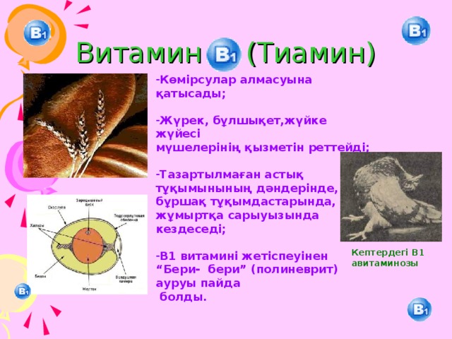 Витамин (Тиамин) Көмірсулар алмасуына қатысады; Жүрек, бұлшықет,жүйке жүйесі мүшелерінің қызметін реттейді; Тазартылмаған астық тұқымынының дәндерінде, бұршақ тұқымдастарында, жұмыртқа сарыуызында кездеседі; В1 витамині жетіспеуінен “Бери- бери” (полиневрит) ауруы пайда  болды. Кептердегі В1 авитаминозы 