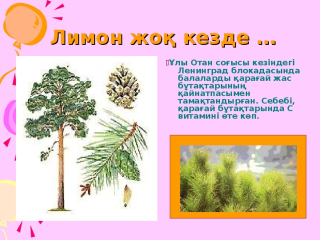  Лимон жоқ кезде …  Ұлы Отан соғысы кезіндегі Ленинград блокадасында балаларды қарағай жас бұтақтарының қайнатпасымен тамақтандырған. Себебі, қарағай бұтақтарында С витамині өте көп. 
