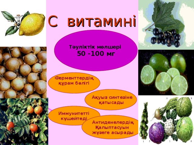С витамині Тәуліктік мөлшері 50 -100 мг  Ферменттердің құрам бөлігі  Ақуыз синтезіне  қатысады  Иммунитетті күшейтеді  Антиденелердің Қалыптасуын  жүзеге асырады 
