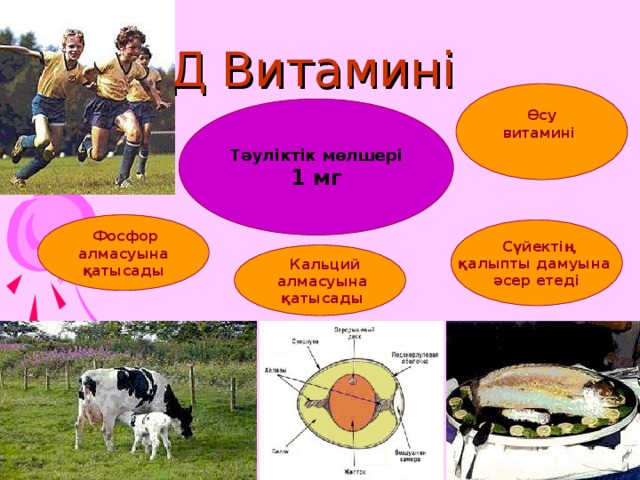 Д Витамині  Өсу витамині Тәуліктік мөлшері 1 мг  Фосфор  алмасуына қатысады  Сүйектің қалыпты дамуына әсер етеді  Кальций  алмасуына  қатысады 